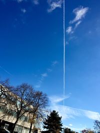 Low angle view of trees against blue sky