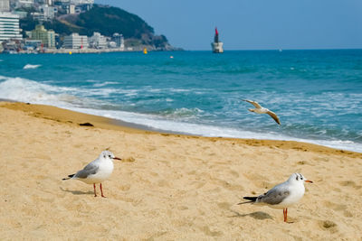 Seagulls walk in the sand on the sea