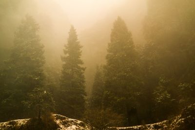 Trees in forest during foggy weather