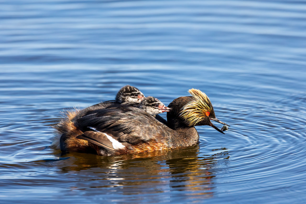 Eared Grebes and chicks in water California Crittenden Marsh Eared Grebes Mountain View Santa Clara County Bird Chicks Animal Themes Animal Animal Wildlife Water Duck Wildlife Lake Swimming Water Bird One Animal No People Nature Day Beak Rippled Outdoors Waterfront Wing Motion