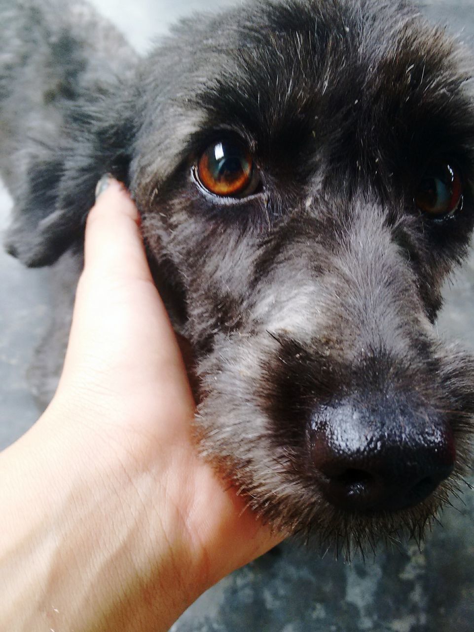 pets, animal themes, one animal, domestic animals, dog, mammal, part of, close-up, animal head, person, looking at camera, animal body part, unrecognizable person, portrait, focus on foreground, black color, animal eye