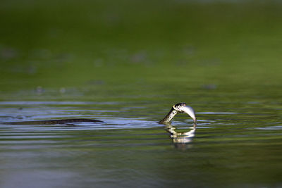 Bird swimming in a lake
