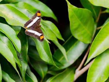 Close-up of insect on leaves