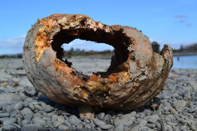 Close-up of rotten pumpkin on lakeshore against sky