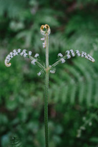 Close-up of flowering plant on field