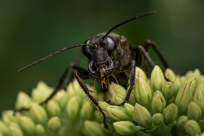 Close-up of insect on plant