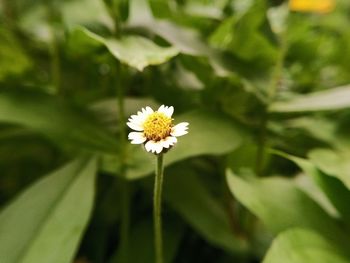 Close-up of white flowering plant