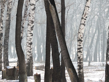 Full frame shot of trees in forest