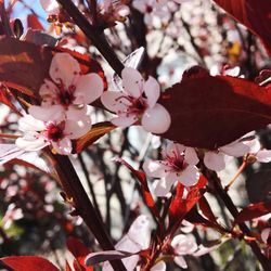 Close-up of pink flowers on branch