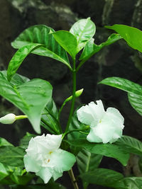 Close-up of white flowering plant