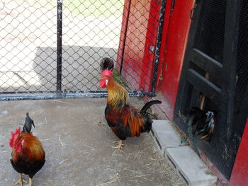 Rooster in cage