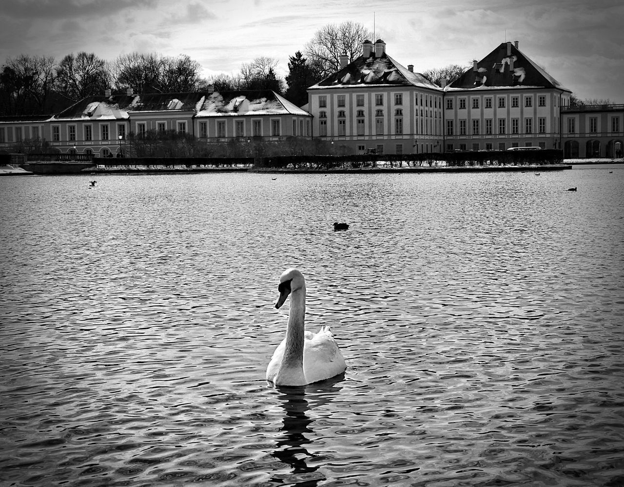 SWAN SWIMMING IN LAKE AGAINST BUILT STRUCTURES