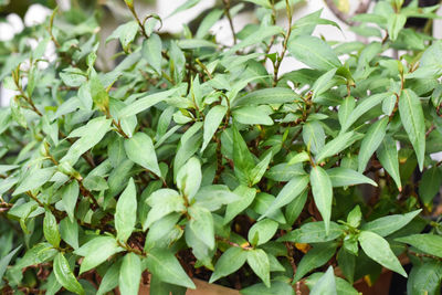 Full frame shot of green leaves