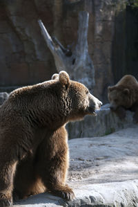 animal themes