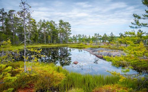 Scenic view of lake in forest against sky