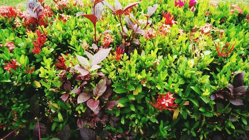 Red flowers growing on plant