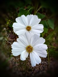 Close-up of white flowering plant