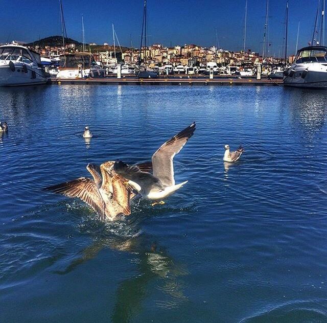 Pendik Marina