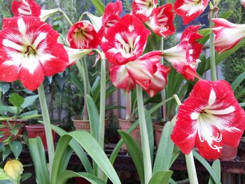 Close-up of day lily blooming outdoors