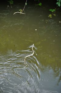 High angle view of turtle in lake