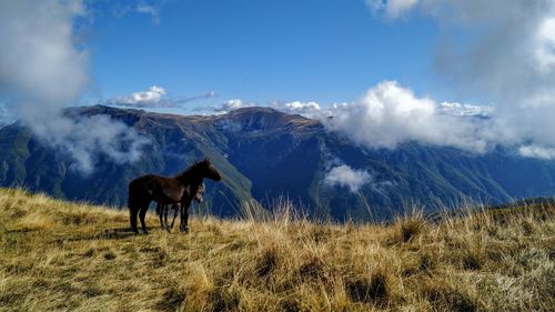 Wild horses in mountain, desat, krchin, north macedonia