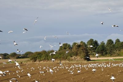 large group of animals