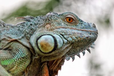 Close-up of lizard
