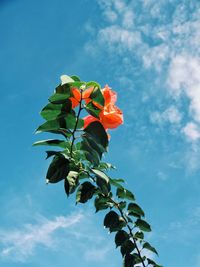 Low angle view of flowers blooming against sky