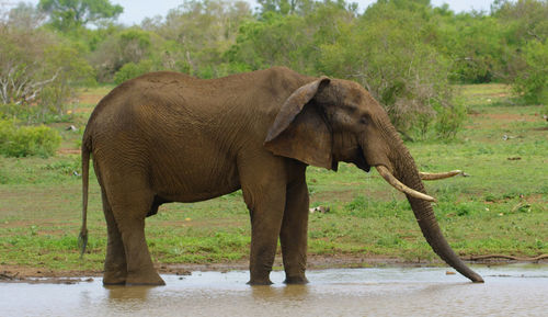 Side view of elephant in lake