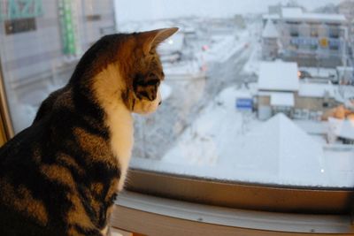 Close-up of a cat looking away