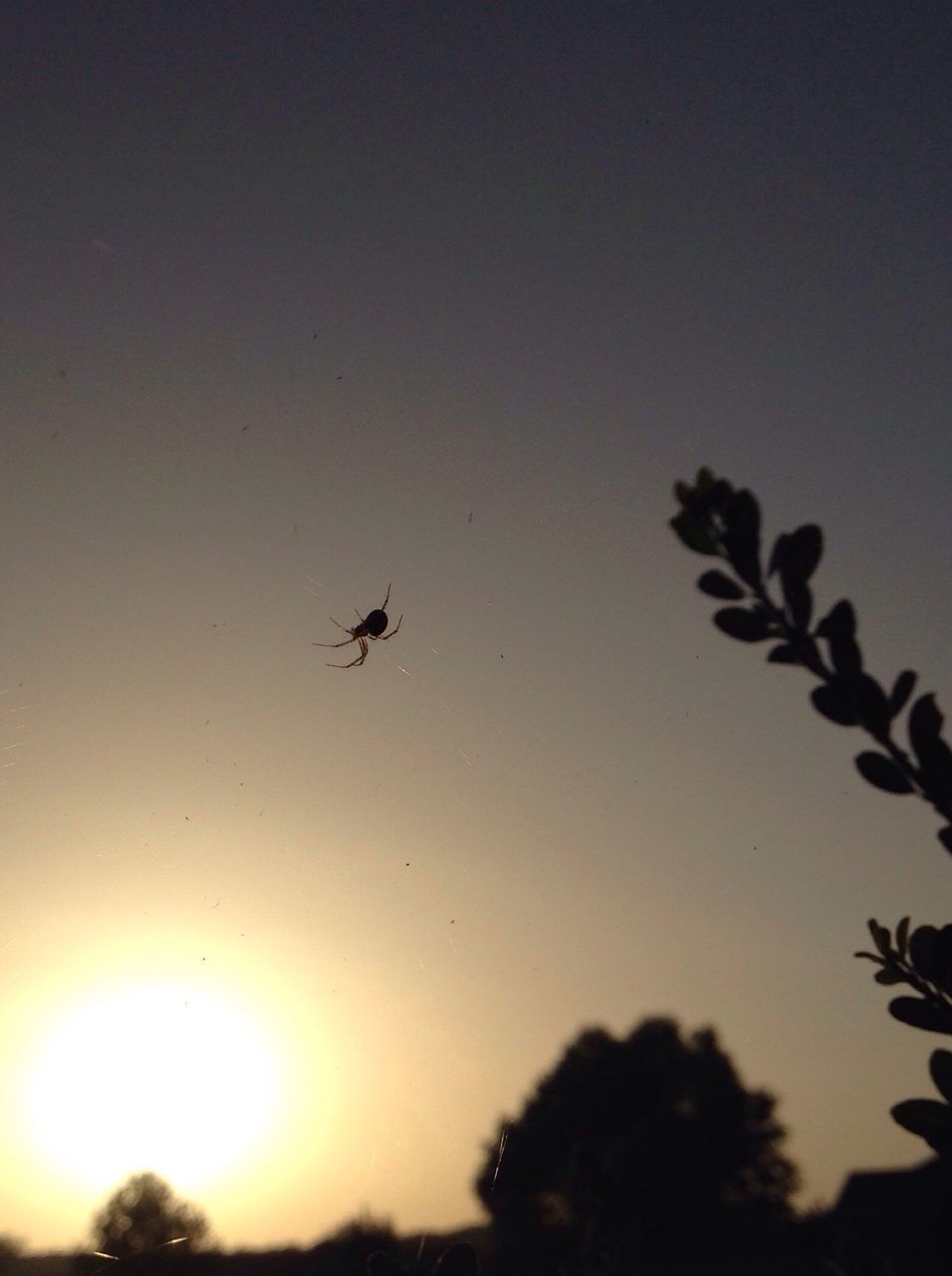 bird, animal themes, flying, animals in the wild, wildlife, silhouette, low angle view, clear sky, sunset, one animal, mid-air, tree, copy space, spread wings, nature, beauty in nature, sky, outdoors, no people, dusk