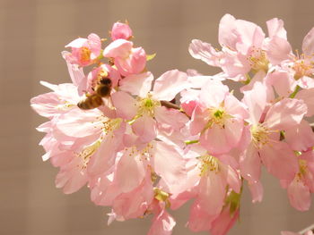 Close-up of bee on pink cherry blossom