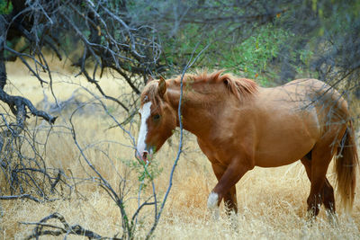 Horses in a field