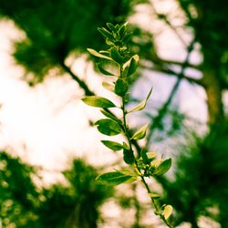 Close-up of green leaves against blurred background