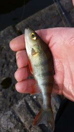 Cropped image of person holding dead fish