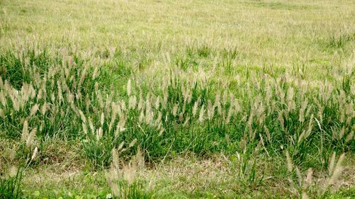 Full frame shot of grass on field