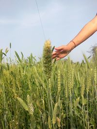 Cropped image of hand touching cereal plant