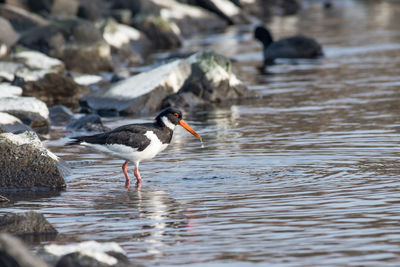 Side view of bird perching on rock in lake