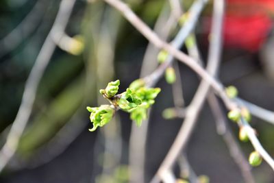 Close-up of grasshopper on plant