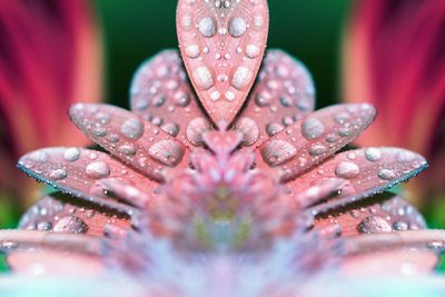 Close-up of water drops on flower