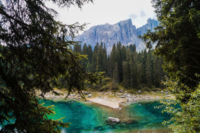 Scenic view of lake amidst trees