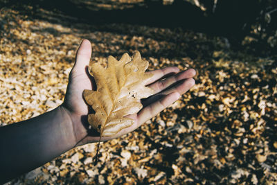 Close-up of hand holding maple leaves