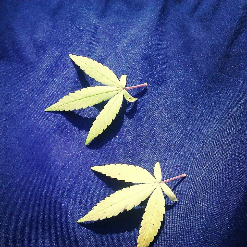 Pot leaves