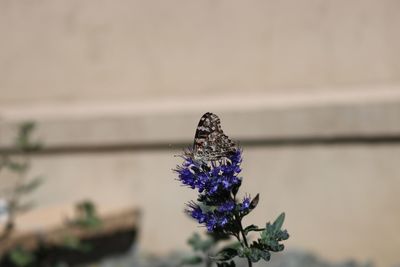 Close-up of butterfly on purple flower