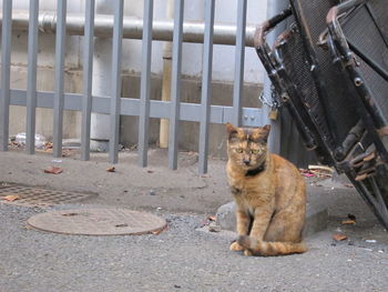 Cat sitting outdoors