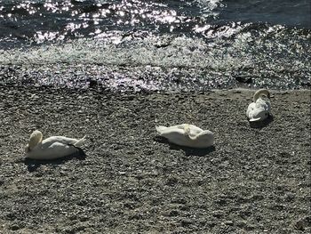 High angle view of a bird on beach