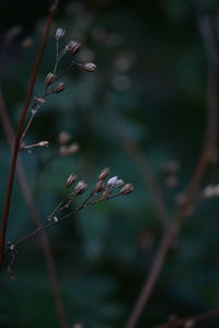 Close-up of dry plant on field