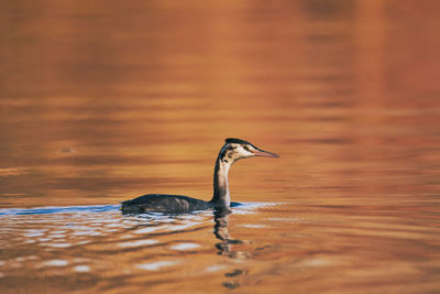 Side view of a bird in lake