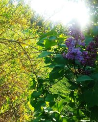 Close-up of purple flowering plant