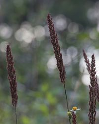 Close-up of flowering plant